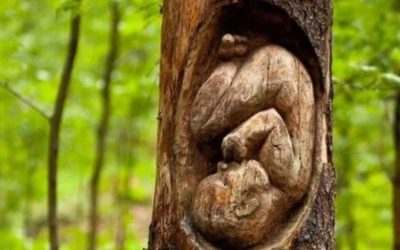 Lento como un árbol